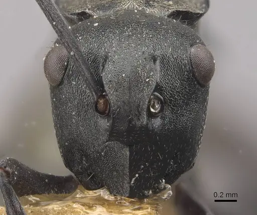 Polyrhachis penelope - CASENT0910806