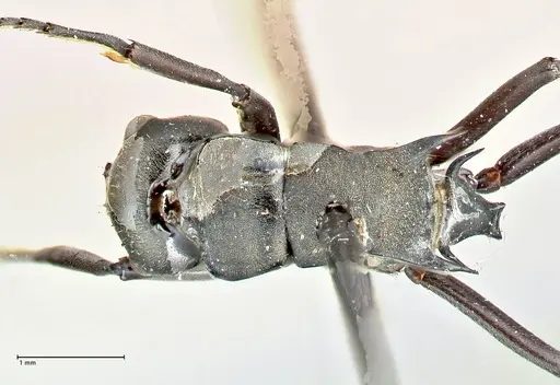 Polyrhachis penelope - FOCOL2593
