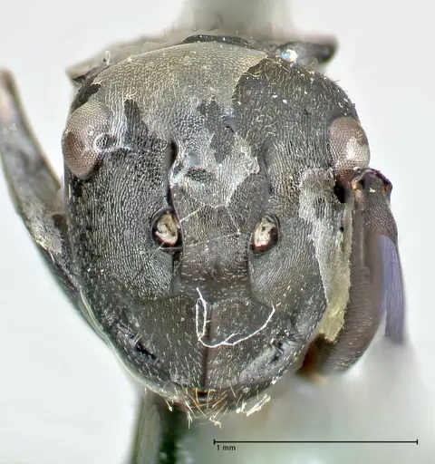 Polyrhachis penelope - FOCOL2593