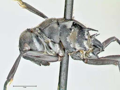 Polyrhachis penelope - FOCOL2593
