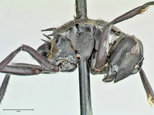 Polyrhachis penelope - FOCOL2593
