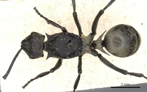 Polyrhachis peregrina specimen