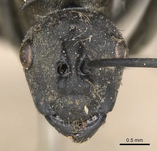 Polyrhachis peregrina specimen