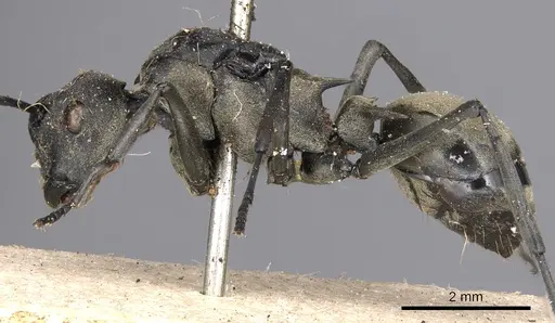 Polyrhachis peregrina specimen