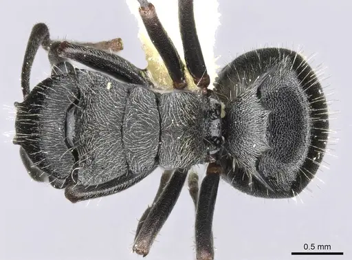 Polyrhachis phidias specimen