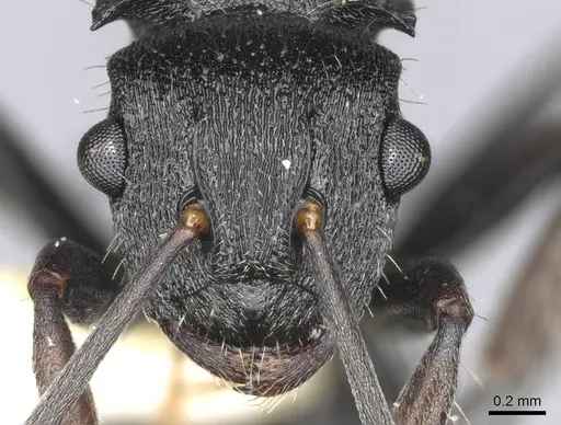 Polyrhachis phidias specimen