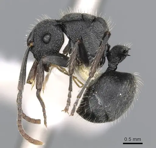 Polyrhachis phidias specimen