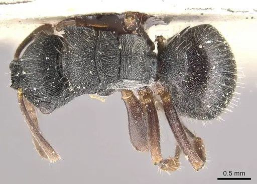 Polyrhachis phidias - CASENT0910951