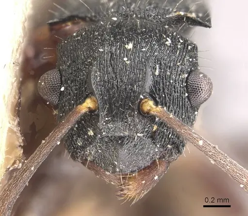 Polyrhachis phidias - CASENT0910951