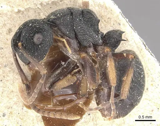Polyrhachis phidias - CASENT0910951