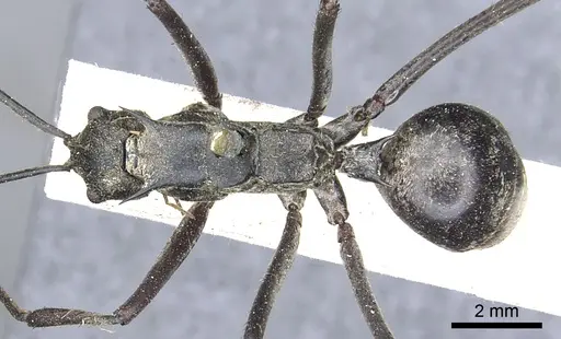 Polyrhachis philippinensis specimen