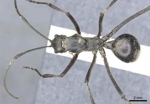 Polyrhachis philippinensis specimen