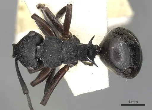Polyrhachis phryne specimen