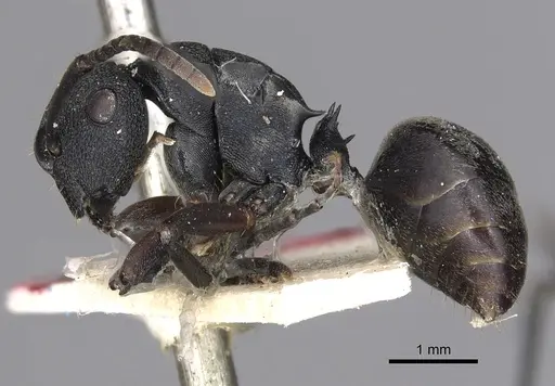 Polyrhachis phryne specimen