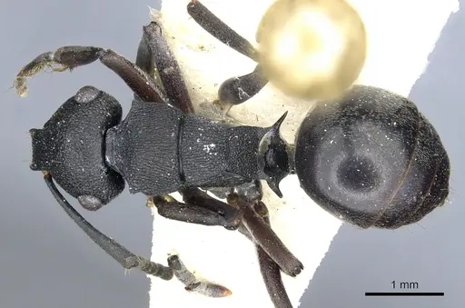 Polyrhachis phryne - CASENT0903305