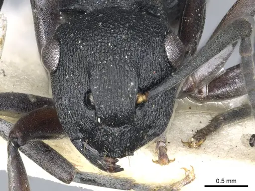 Polyrhachis phryne - CASENT0903305