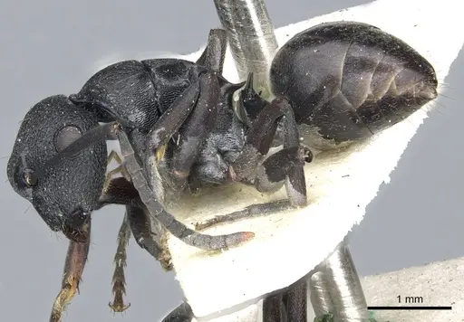 Polyrhachis phryne - CASENT0903305