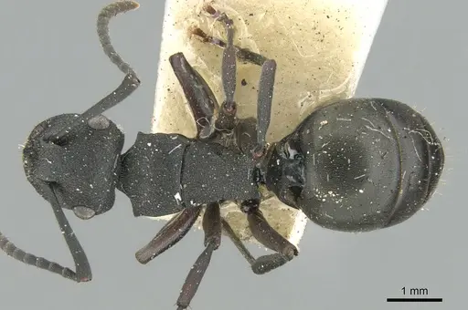 Polyrhachis phryne - CASENT0906565