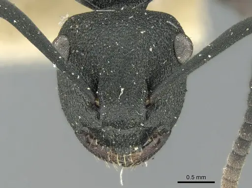 Polyrhachis phryne - CASENT0906565