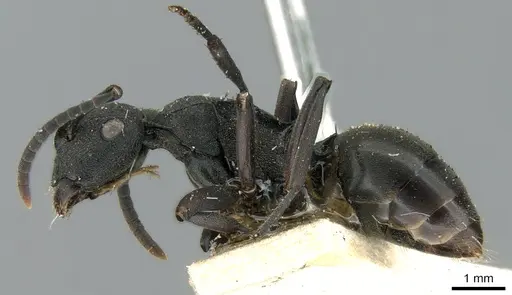 Polyrhachis phryne - CASENT0906565
