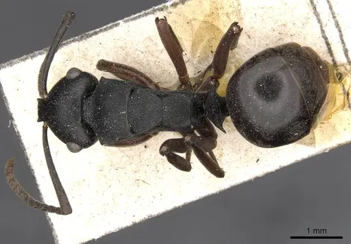 Polyrhachis phryne - CASENT0910777