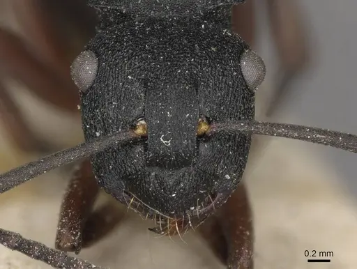 Polyrhachis phryne - CASENT0910777