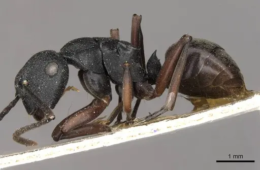 Polyrhachis phryne - CASENT0910777