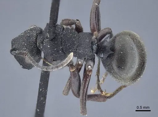 Polyrhachis phryne - CASENT0916644