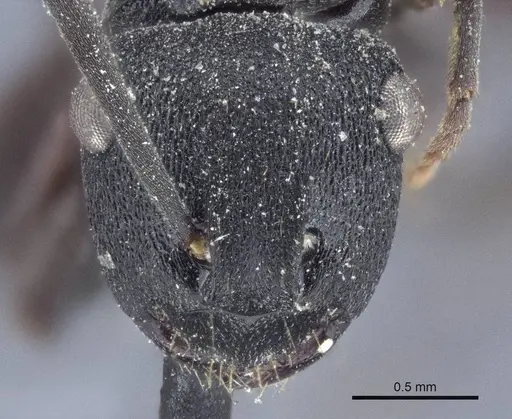 Polyrhachis phryne - CASENT0916644