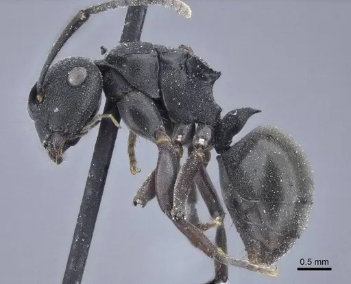 Polyrhachis phryne - CASENT0916644