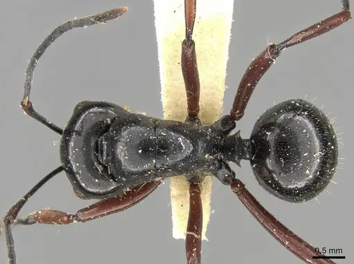 Polyrhachis pilosa specimen