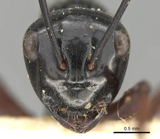 Polyrhachis pilosa specimen