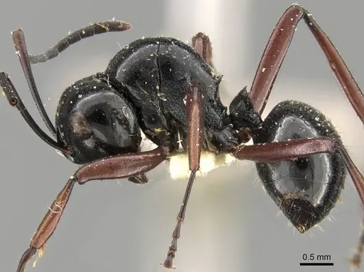 Polyrhachis pilosa specimen