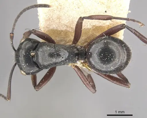 Polyrhachis pilosa - CASENT0910964