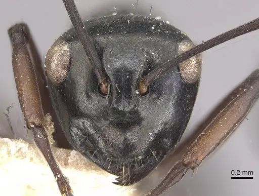 Polyrhachis pilosa - CASENT0910964