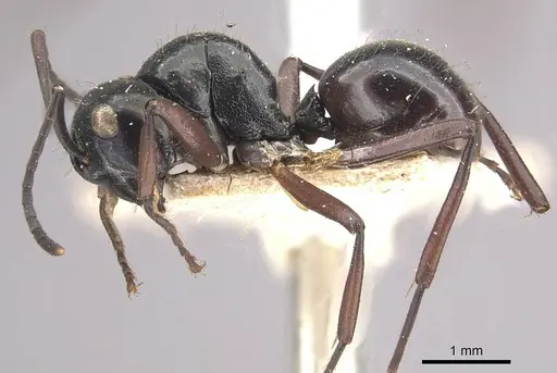 Polyrhachis pilosa - CASENT0910964