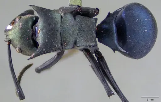 Polyrhachis pirata specimen