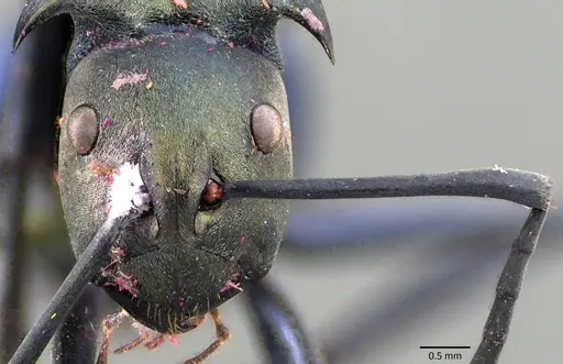 Polyrhachis pirata specimen