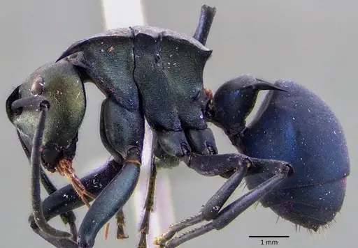 Polyrhachis pirata specimen