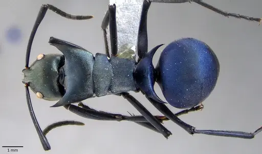 Polyrhachis pirata - ANTWEB1041854