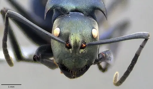 Polyrhachis pirata - ANTWEB1041854