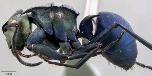 Polyrhachis pirata - ANTWEB1041854