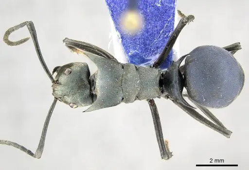 Polyrhachis pirata - CASENT0915824