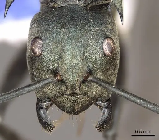 Polyrhachis pirata - CASENT0915824