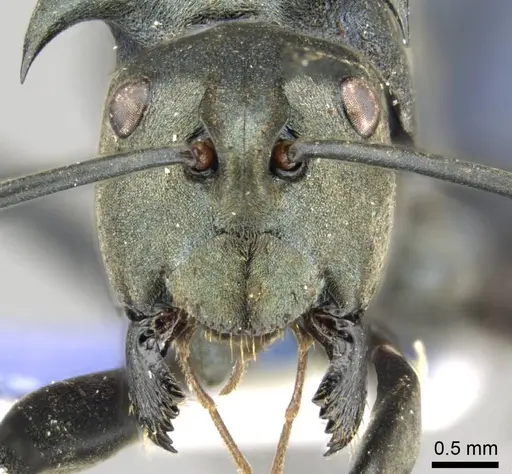 Polyrhachis pirata - CASENT0915824