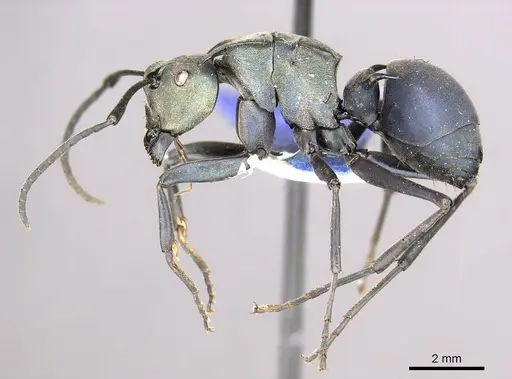Polyrhachis pirata - CASENT0915824