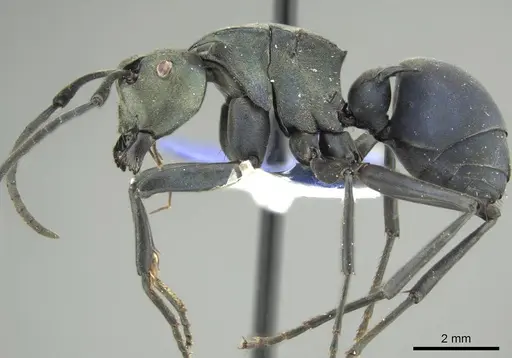 Polyrhachis pirata - CASENT0915824