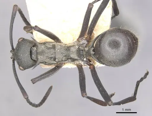 Polyrhachis plato specimen