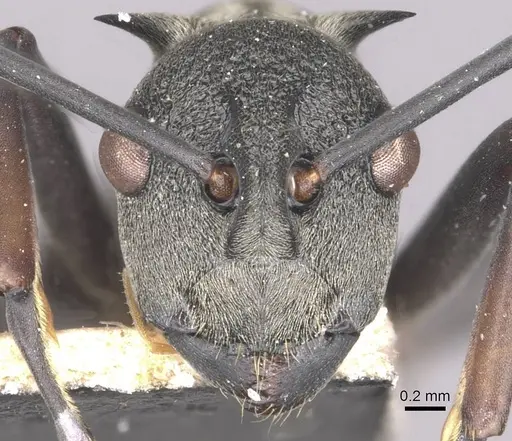 Polyrhachis plato specimen