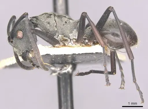 Polyrhachis plato specimen